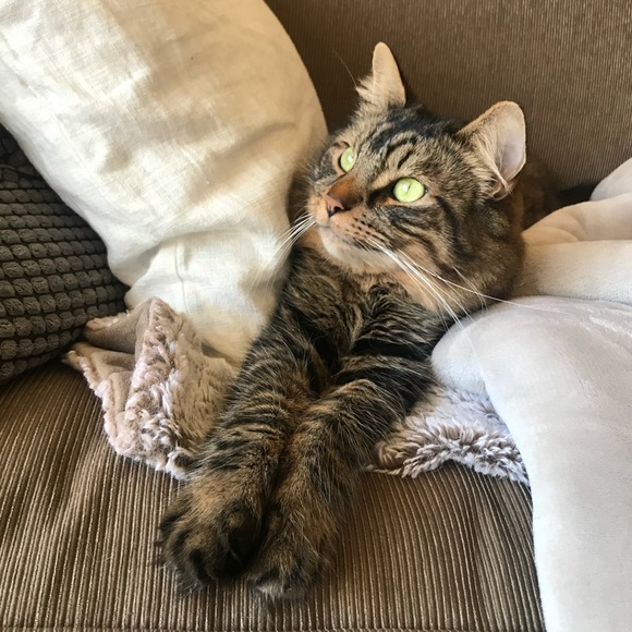 This is Rufus. - Picture 1 of 1